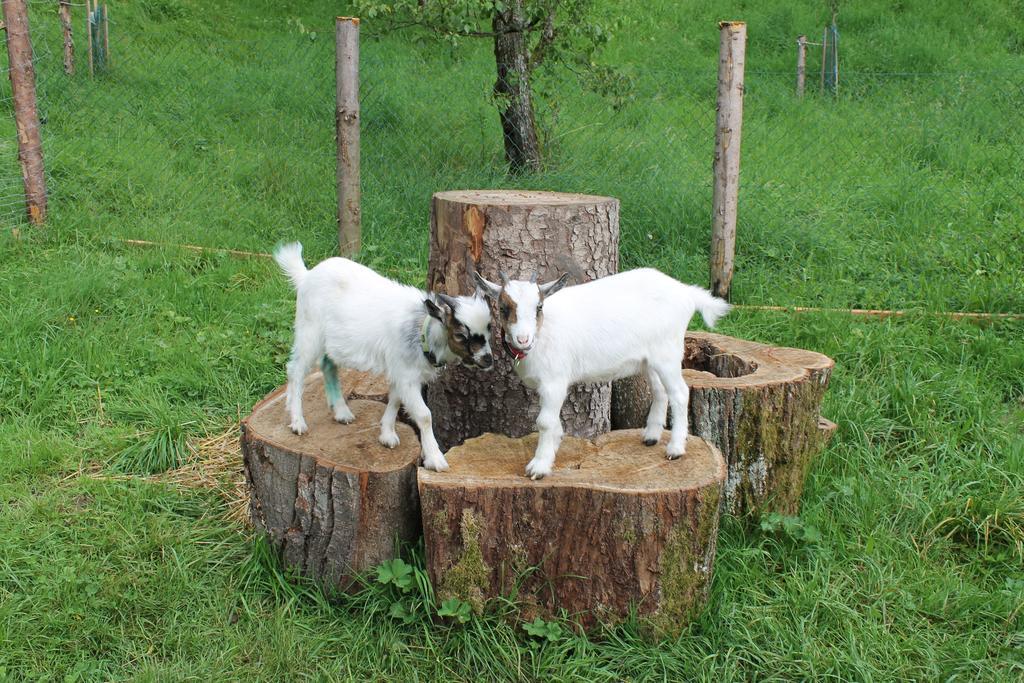 ヌスドルフ・アム・アターゼー Bauernhof Familie Knoblechnerヴィラ エクステリア 写真